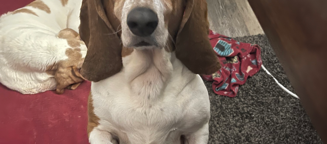 Photo of a basset hound on her back legs begging at the table.