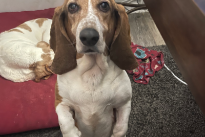 Photo of a basset hound on her back legs begging at the table.