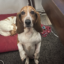 Photo of a basset hound on her back legs begging at the table.