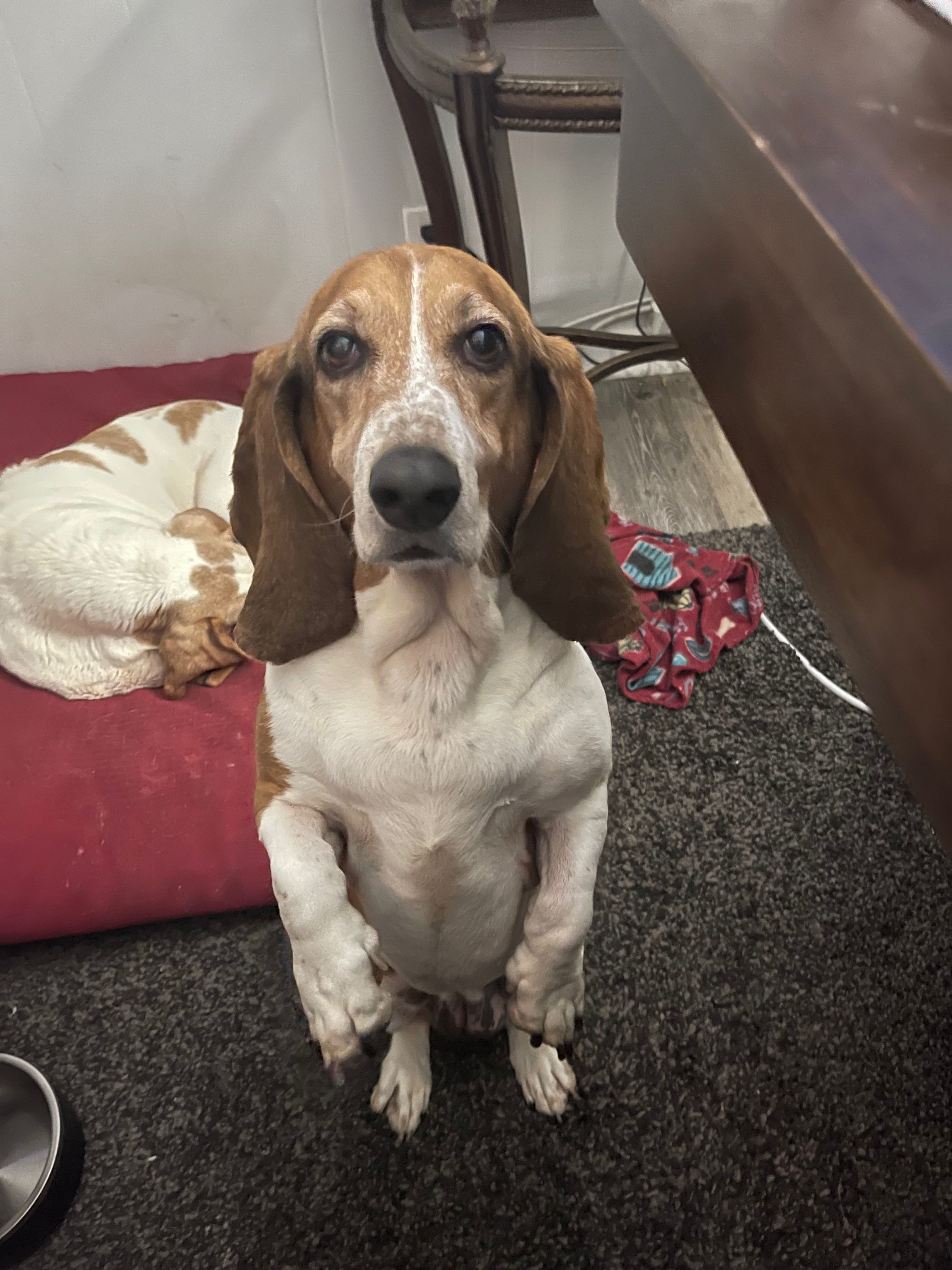 Photo of a basset hound on her back legs begging at the table.