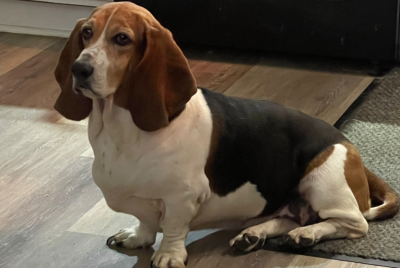 Photo of a sitting basset hound;