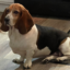 Photo of a sitting basset hound;