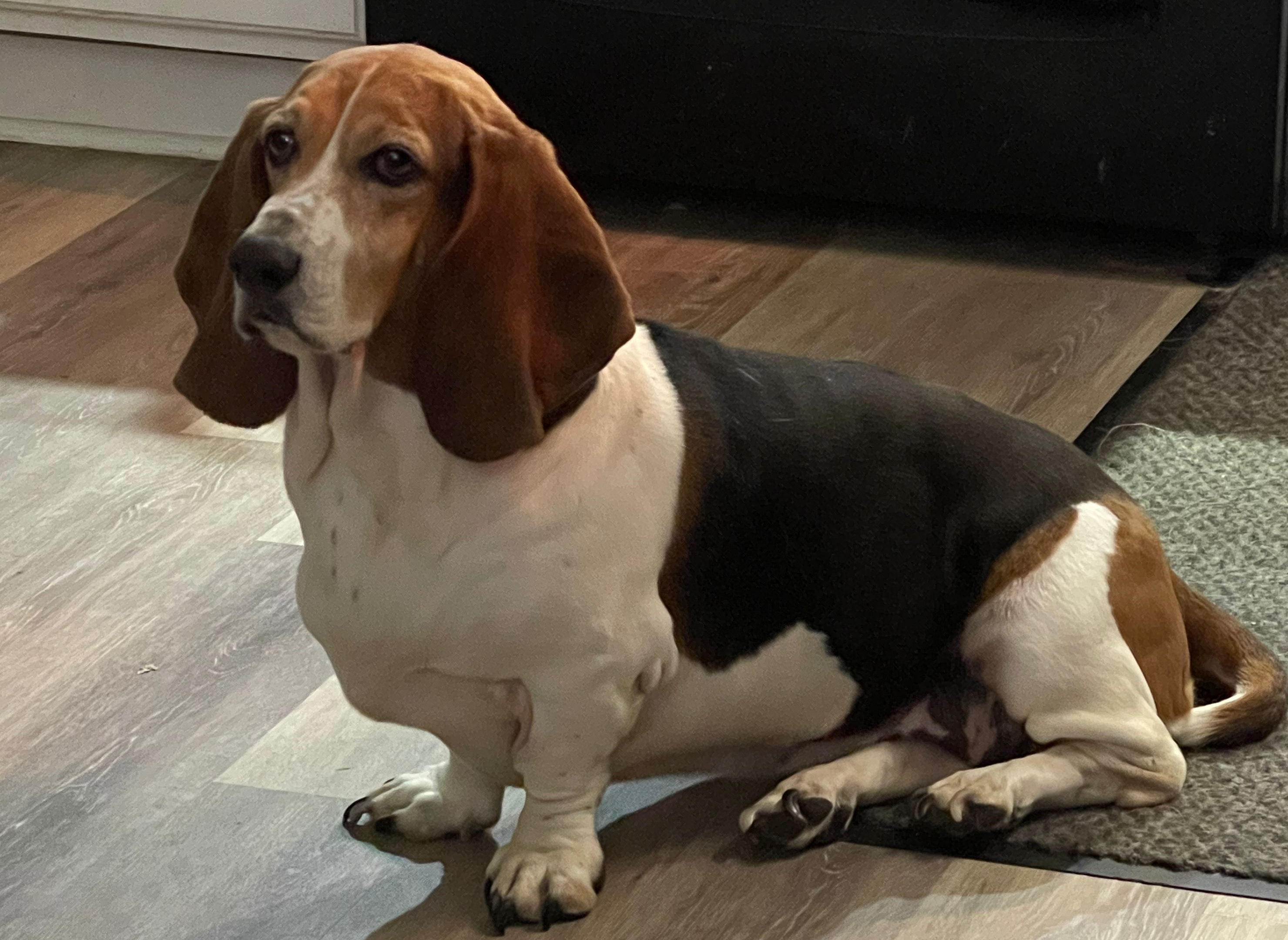 Photo of a sitting basset hound;